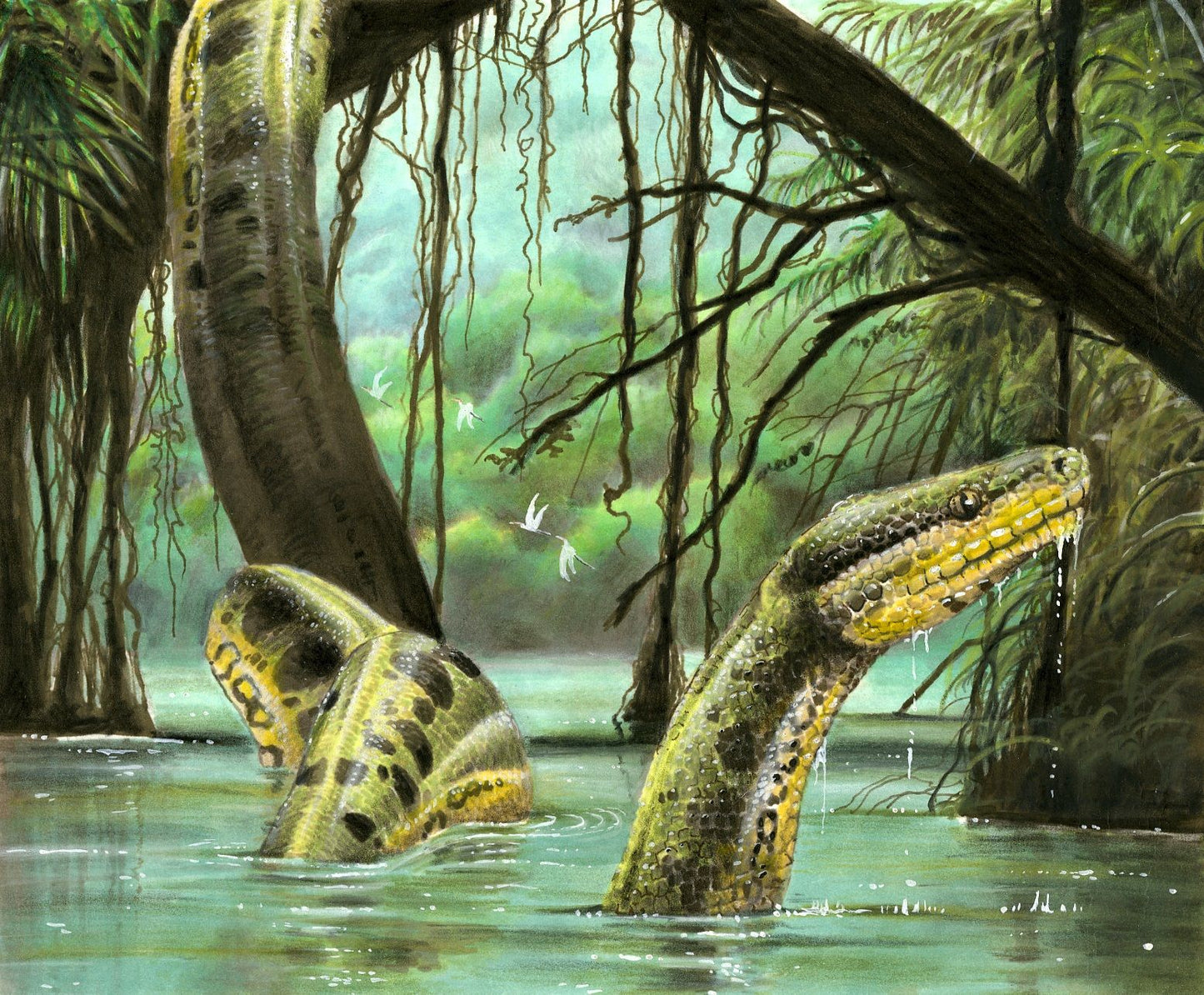 Allen's Killer Pythons